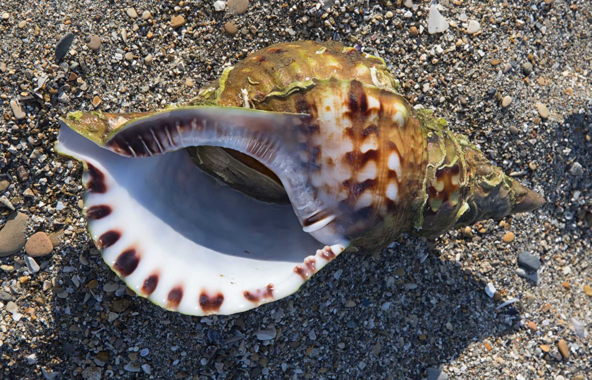 Straordinario rinvenimento a Ostia di Charonia lampas, il tritone del Mediterraneo